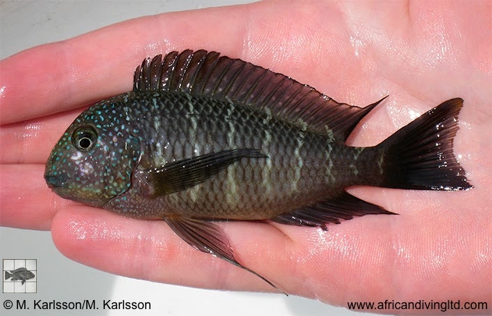 Tropheus sp. 'murago tanzania' Wampembe